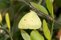 Ixias pyrène-6604 - Doi Suthep - 29/03/25