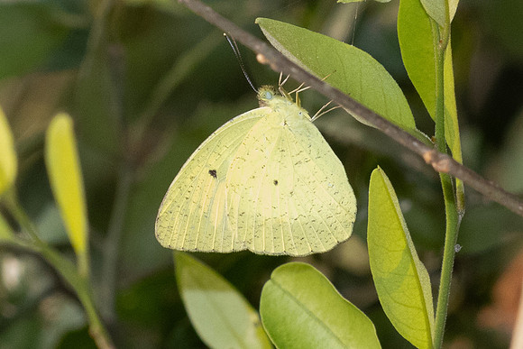 Ixias pyrène-6604 - Doi Suthep - 29/03/25