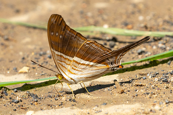 Marpesia chiron-1682