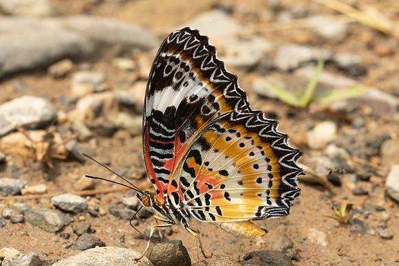 Cethosia cyane euanthes-2199