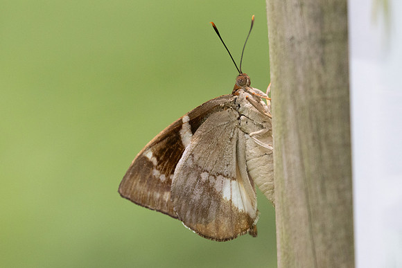 castniomera atymnius - Cartagena - 8362