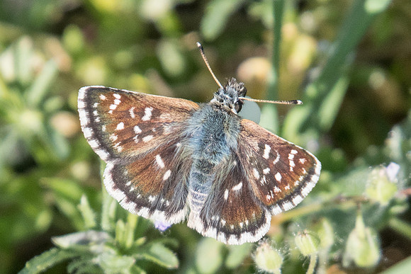 Spialia orbifer-8846