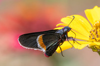 Mysoria barcastus-0136