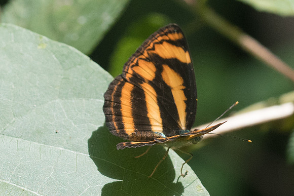 Lasippa heliodore-8306 - Koh Samui 16/03/23