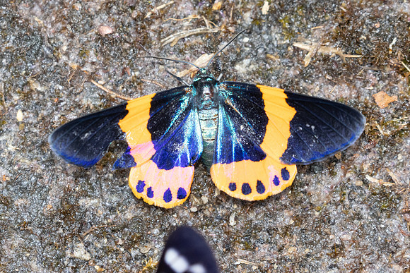 Milionia zonea-4166 - Doi Inthanon - 24/03/25