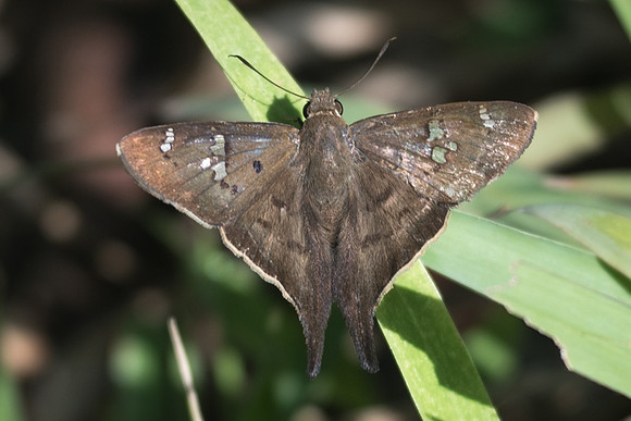 Polythrix asine-2