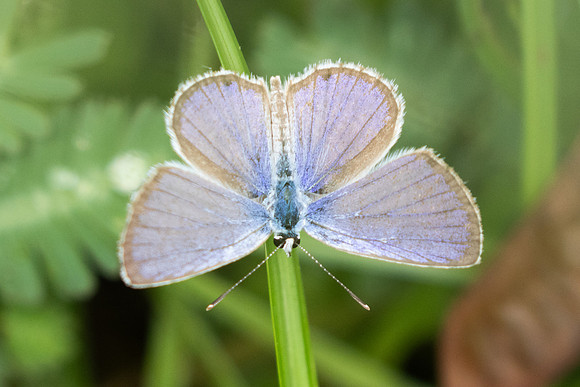 Hemiargus hanno-9485