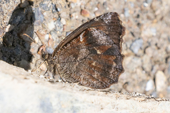 Panyapedaliodes drymaea-6871