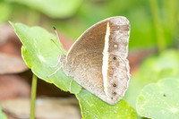 Telinga malsara (mycalesis)-1821