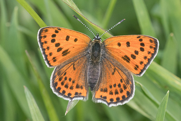 Lycaena thersamon-0544