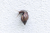 escargot malaisie-0624