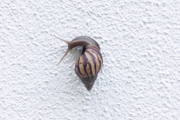 escargot malaisie-0624