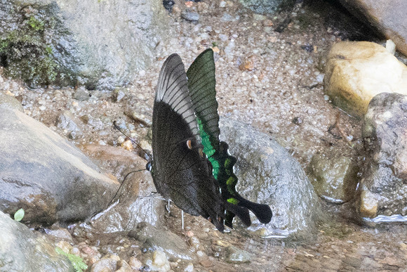 Papilio palinurus-9288