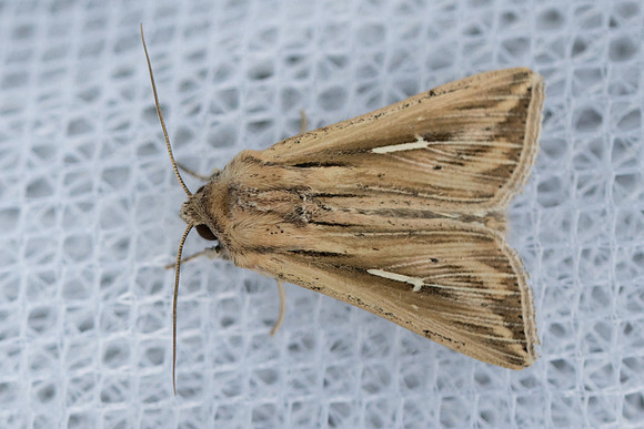 Mythimna l-album Frayssinet-le-Gélat_9689 - 24/06/23