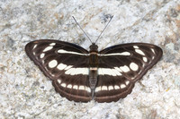Athyma pravara-4804 - Doi Inthanon - 25/03/25