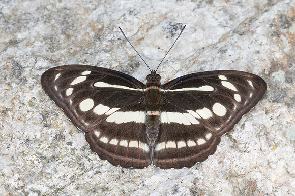 Athyma pravara-4804 - Doi Inthanon - 25/03/25
