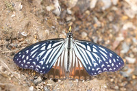 Hestinalis nama-2567- Chiang dao - 19/03/25