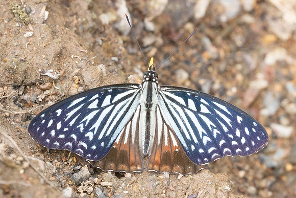 Hestinalis nama-2567- Chiang dao - 19/03/25