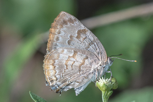 Rekoa palegon-5133