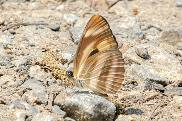 Neptis zaida-3652 - - Doi Inthanon - 23/03/25