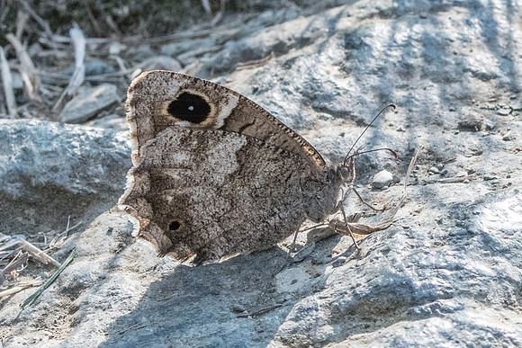Hipparchia statilinus-9597