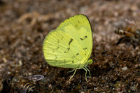 Eurema ada-4432 - Doi Inthanon - 24/03/25