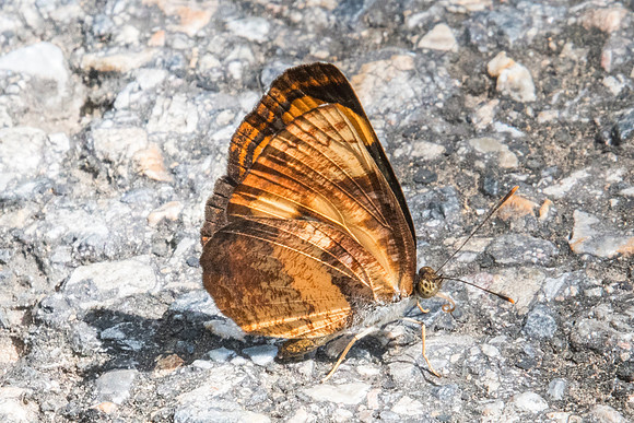 Pantoporia hordonia hordonia-8123 - Chiang Dao - 14/11/23