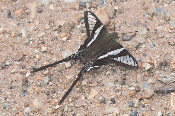 Lamproptera curius - Chiang Dao -14/11/23 -8867
