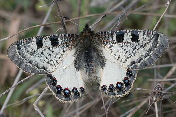 Archon apollinus ♂-2943 - Alexandroupoli - 10/04/22