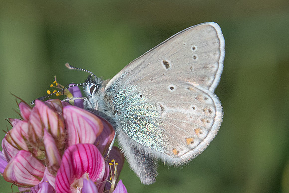 Aricia nicias ♂-7443 - Termignon - 15/07/22