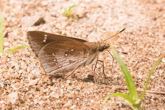 Arnetta atkinsoni-5130 - Chiang Dao - 12/03/23