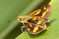Potanthus sp-1039