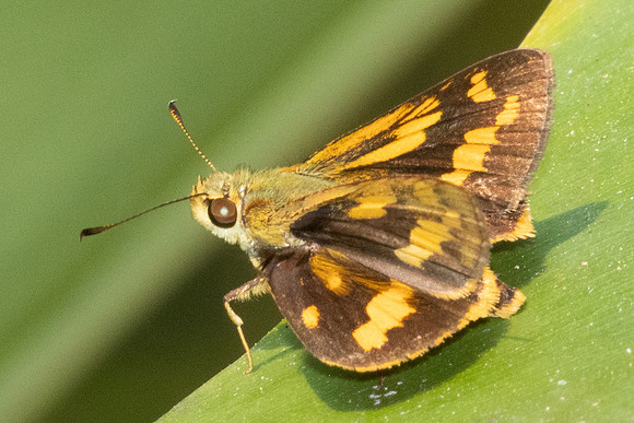 Potanthus sp-1039