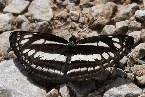 Neptis  clinia -8223  - Chiang Dao - 16/11/23