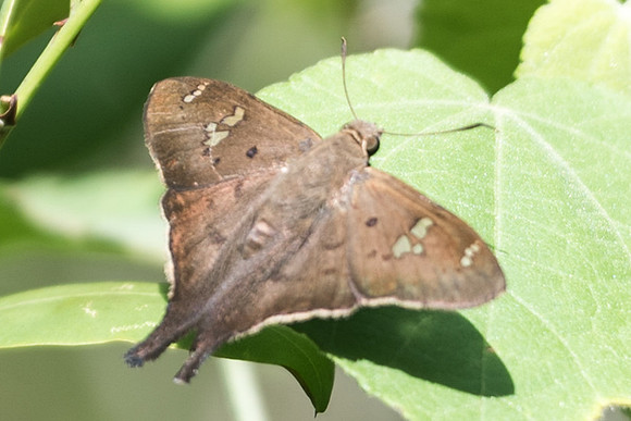 Polythrix asine-1-2