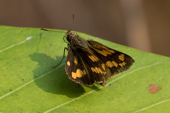 Potanthus sp-2329 - Doi Suthep - 8/03/2023