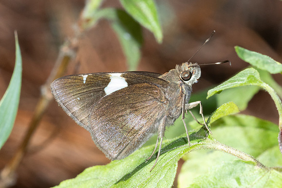 Notocrypta feisthamelii-5114 - Doi Inthanon - 26/03/25
