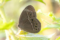 Mycalesis sp-9545