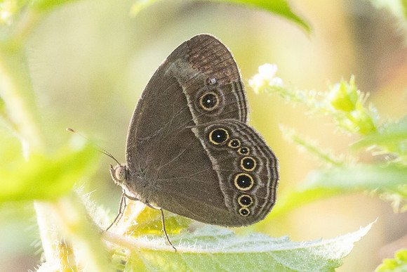 Mycalesis sp-9545