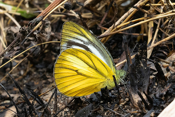 Cepora nadina-8974