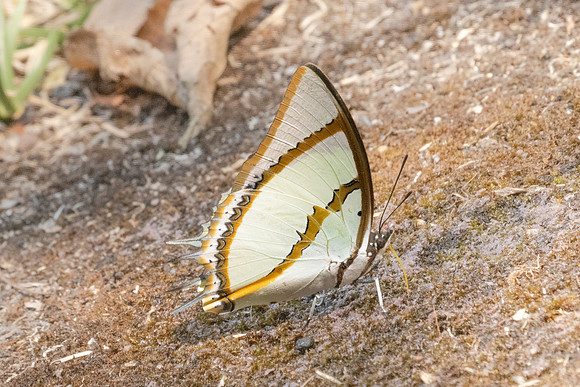Polyura dolon-3438