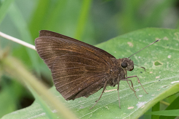 Ancistroides nigrita-4889 - Phanom Bencha Mountain - 23/11/23