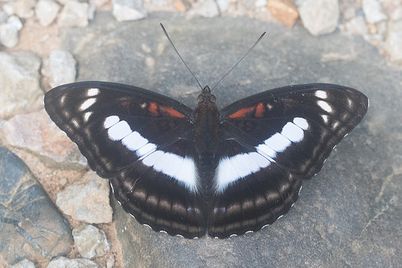 Athyma selenophora - 8961 - Chiang Dao - 14/11/23