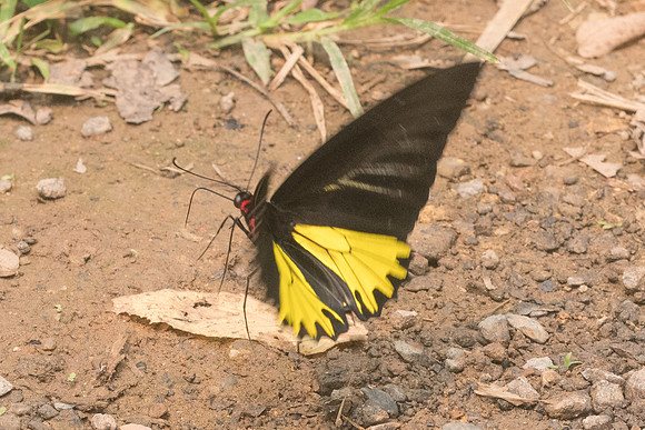Troides helena cerberus form eumagos-3447 - Chiang Dao - 12/03/23