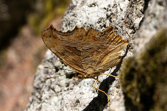 Polygonia egea-0099 - Gulhane park, Istambul - 12/09/24