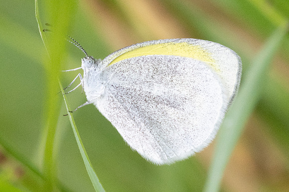 Eurema daira daira-5534 - Jardin - 14/06/24