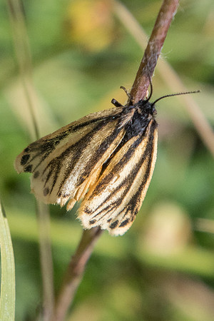 Setina aurita-5354 - Nevache - 21/07/22