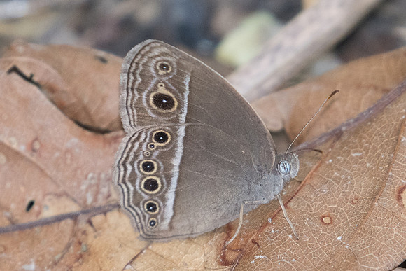 mycalesis mineus-5213 - Phanom Bencha Mountain Resort - 23/11/23