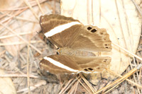 Abisara fylla-2883