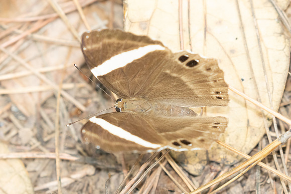 Abisara fylla-2883